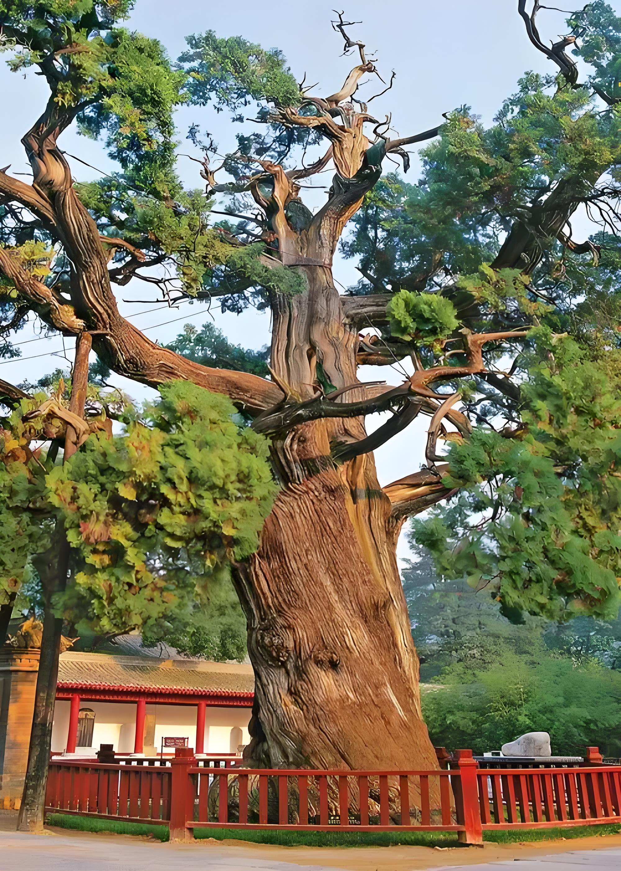 陕西黄帝陵附近地名故事系列
—聚宝盆和轩辕柏