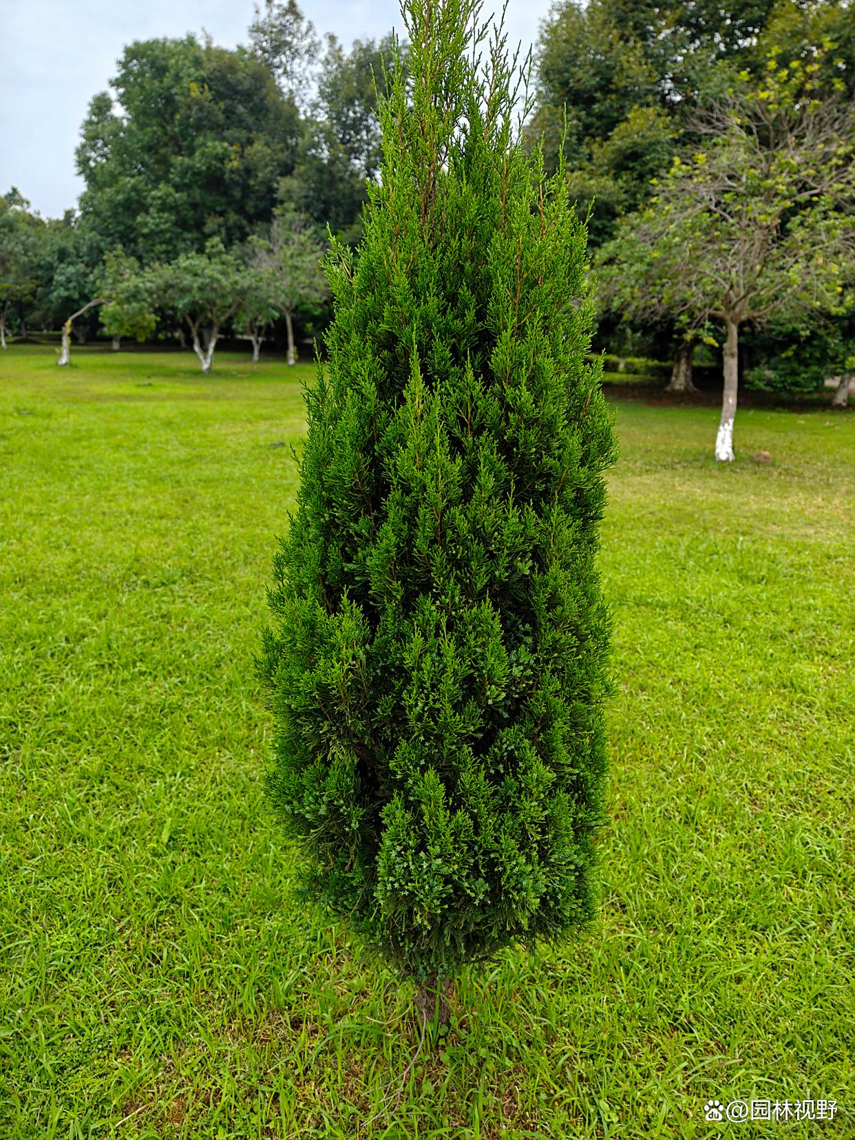 修剪造型养护